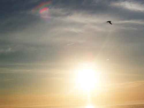 bird-over-sun-best-126
