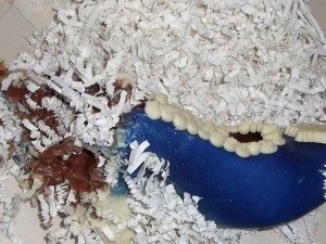 candy-shoe-icky