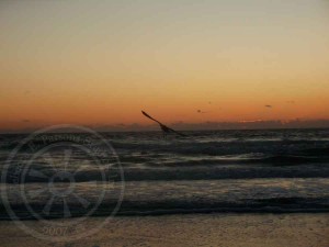 sun-rise-2a-with-heron