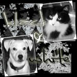 Thumbnail image for Monochromatic Scrapbook Layout My Pets