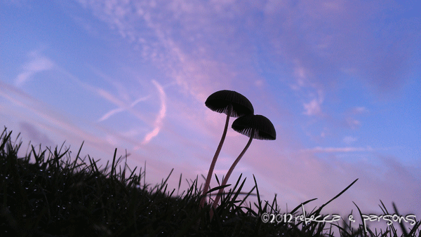 tiny mushroom, beautiful sky
